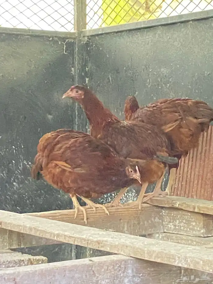 دجاج فرنسي عسلي ( دبسي ) 2