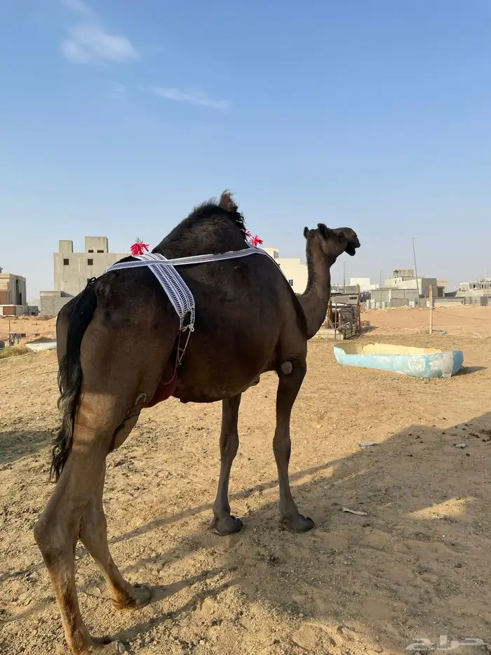 عشراء طييبة اا 0