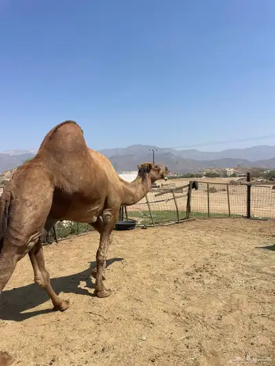 بعير للبيع index