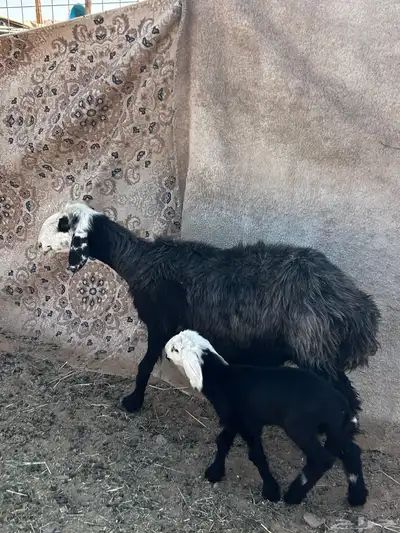 انعجه نجديه تحتها رخله index