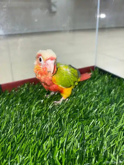 فرخ كنيور غر دبل رد فاكتور رد فيس index