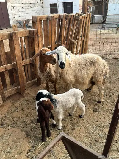 نعاج نعيم ولد معه 2 خرفان index