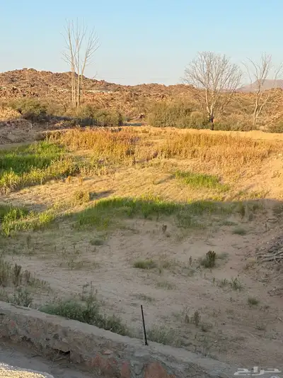 علف للبيع index