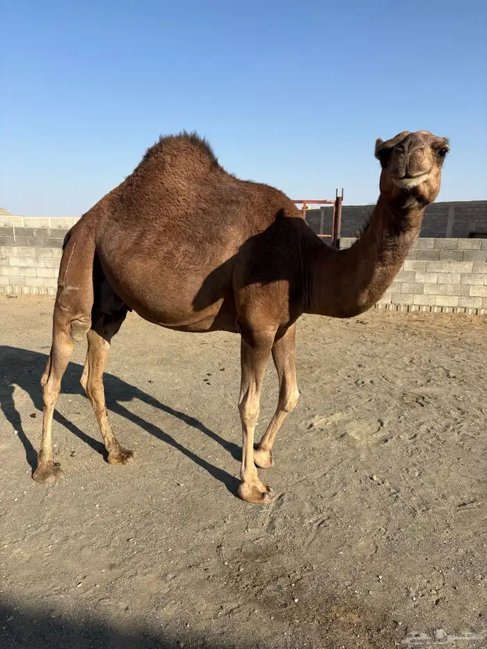 خلفتين سواحل مصاغير كفووو 1