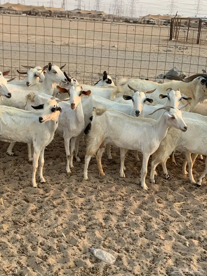 للبيع معزا بيشيات مواليد( تم البيع 0