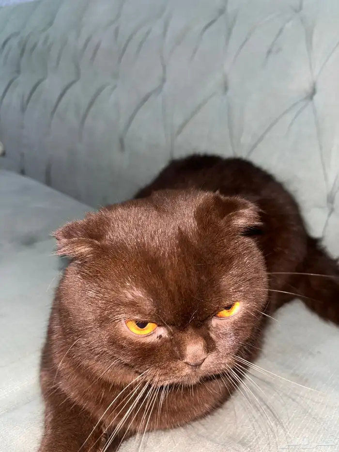 قط سكوتش فولد 1