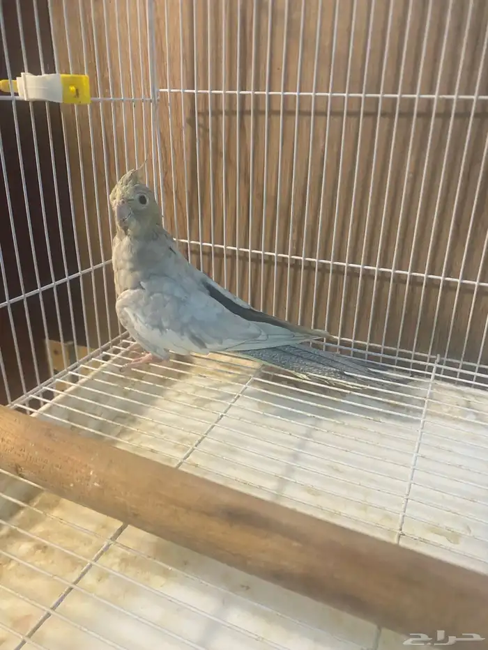 اندر طفره في الكروان انثى اميرالد 3