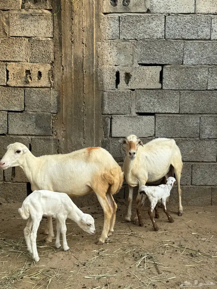 2 ضأن مناتيج 0