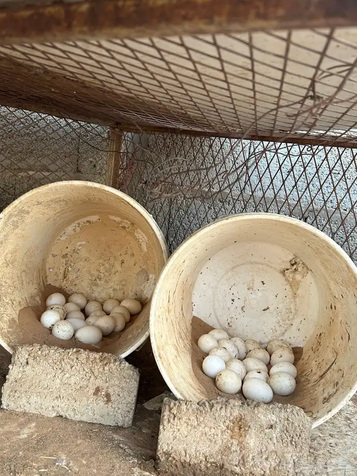 السلام عليكم دجاج بلدي للبيع 14