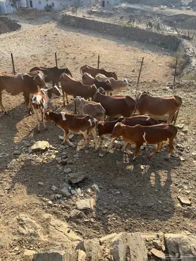 حسلان للبيع جمله 15 راس بسعر 3500 لرأس index