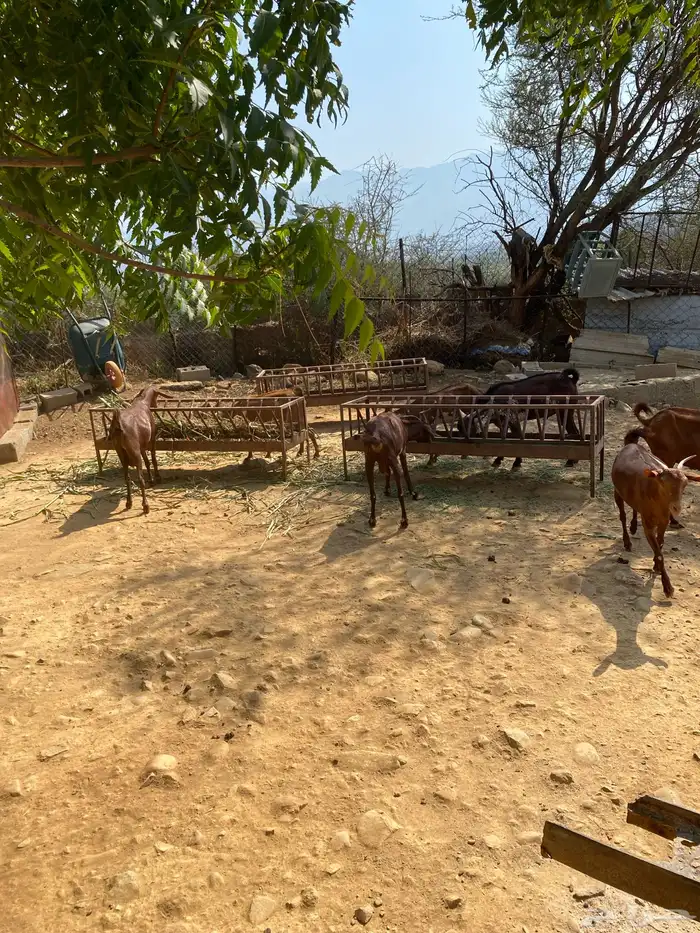 ماعز دفيع مقنى للبيع تم البيع تم البيع تم البيع 3