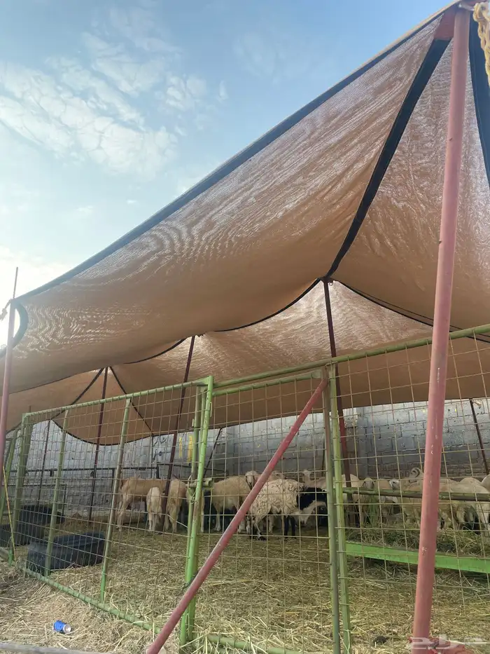 شبوك اغنام جاهزه للايجار شمال جده على طريق عسفان 2