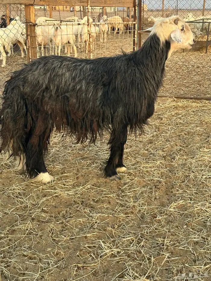 خروف نجدي مشروط 0