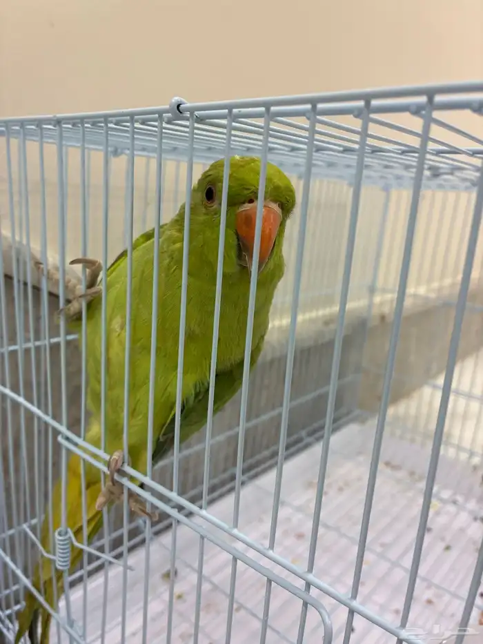 عصفور الدره 0