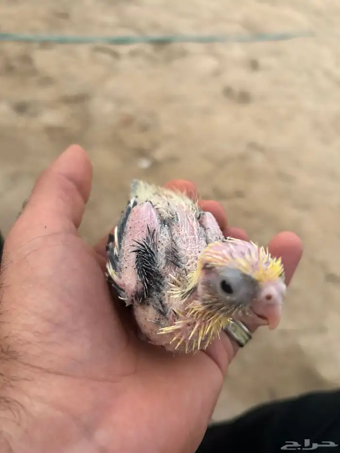 طيور كوكتيل كروان 1