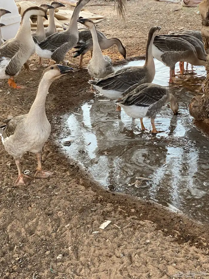 وز عراقي للبيع الوز العراقي 1