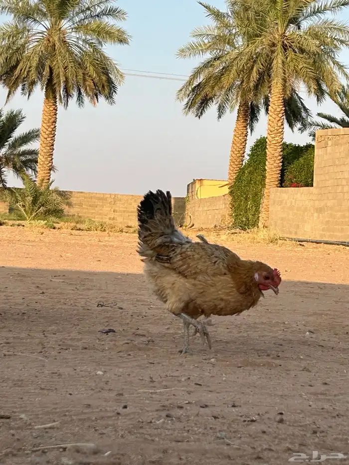 السلام عليكم دجاج بلدي للبيع 11