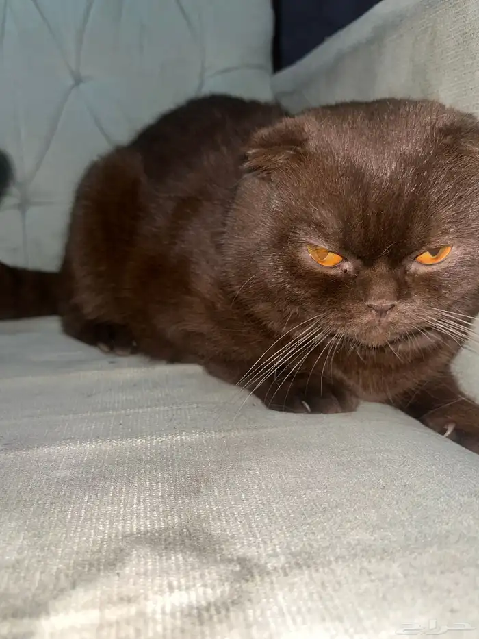 قط سكوتش فولد 2