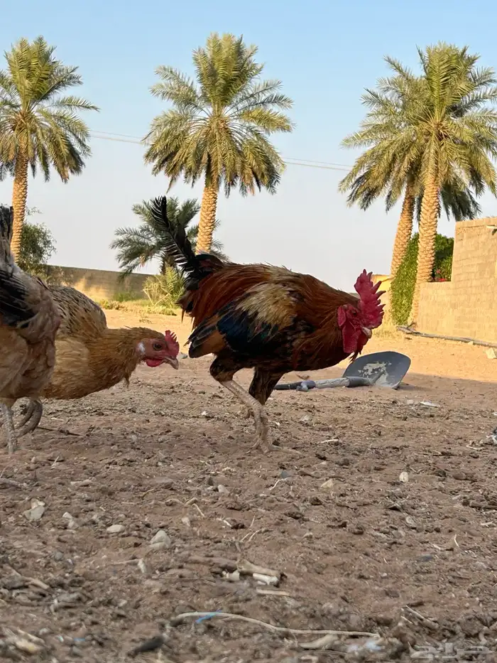 السلام عليكم دجاج بلدي للبيع 9