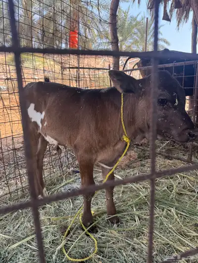 عجل الأماني index