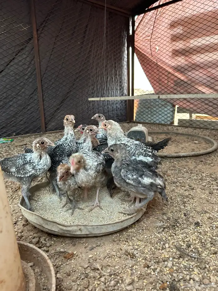 للبيع صوص فيومي 3