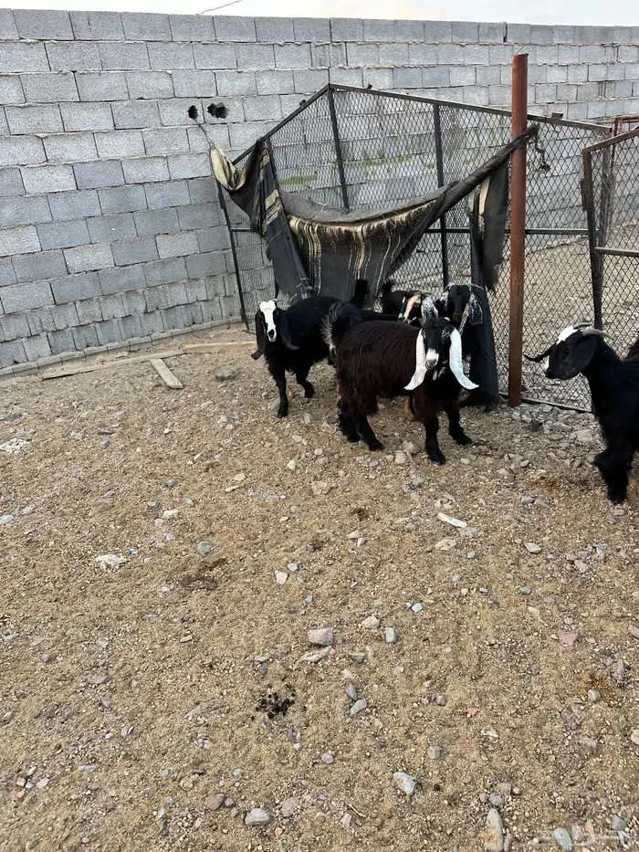 ذبائح الأكحل 24