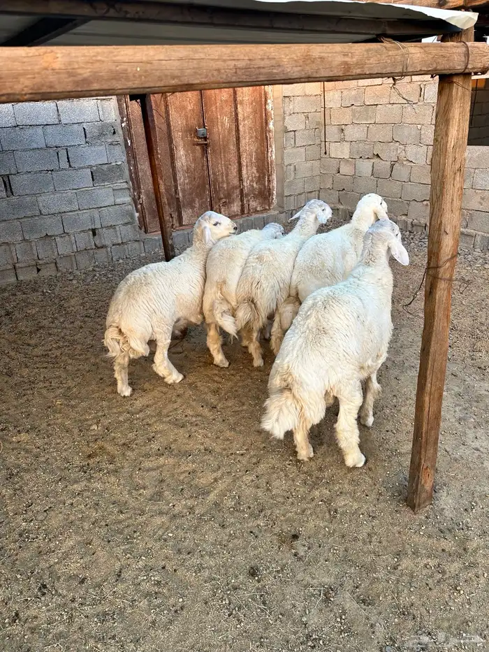 ذبائح الأكحل 6