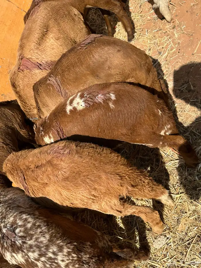 سواكنيات ورفيديات عمر 4 شهور مرابي 43