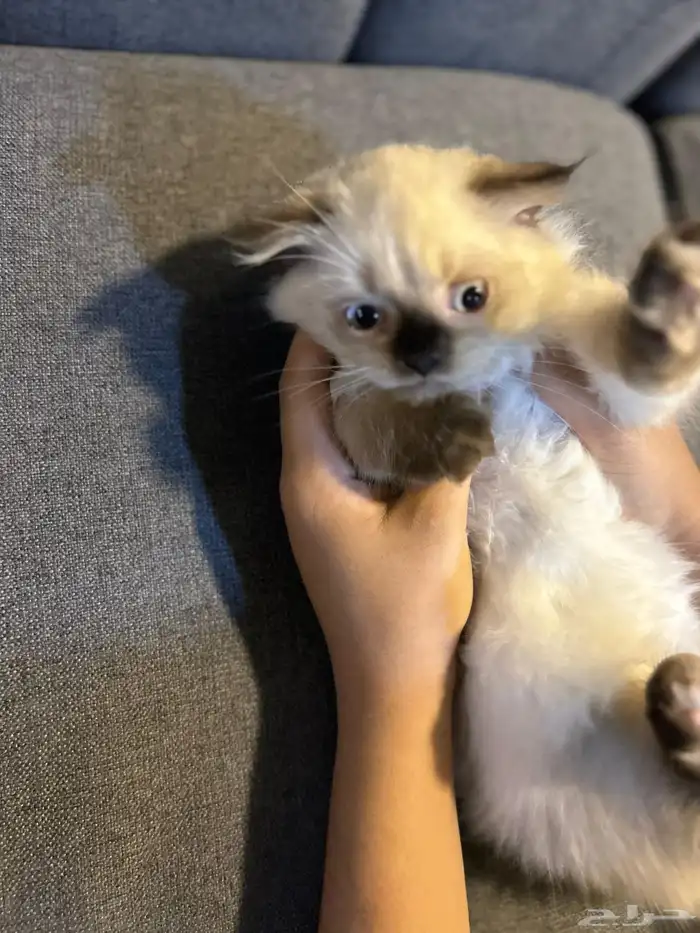 قطوتين للبيع 24