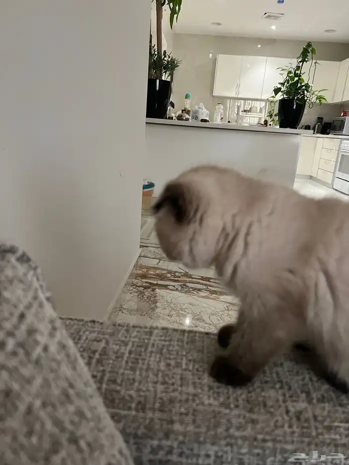 قطوة همالايا سكوتش اصلي انثى انثى 7