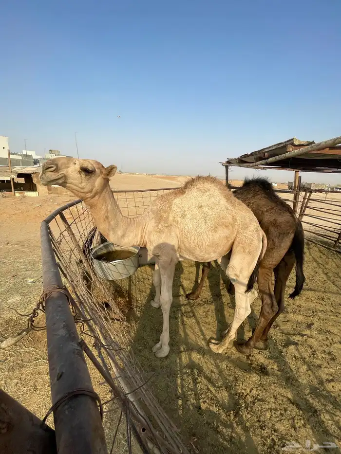 عشراء طييبة اا 3