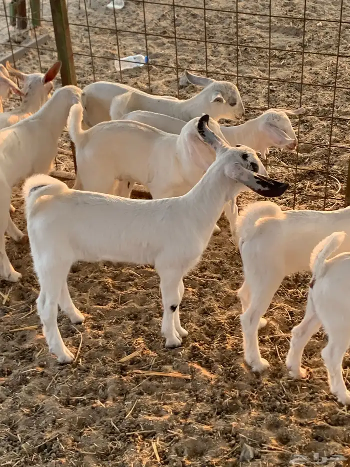 للبيع معزا بيشيات مواليد( تم البيع 10