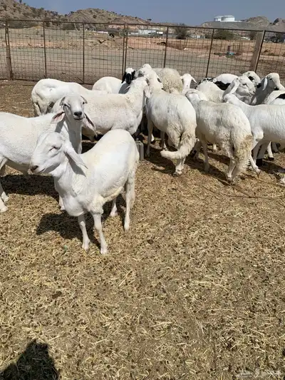 سواكني ابيض index