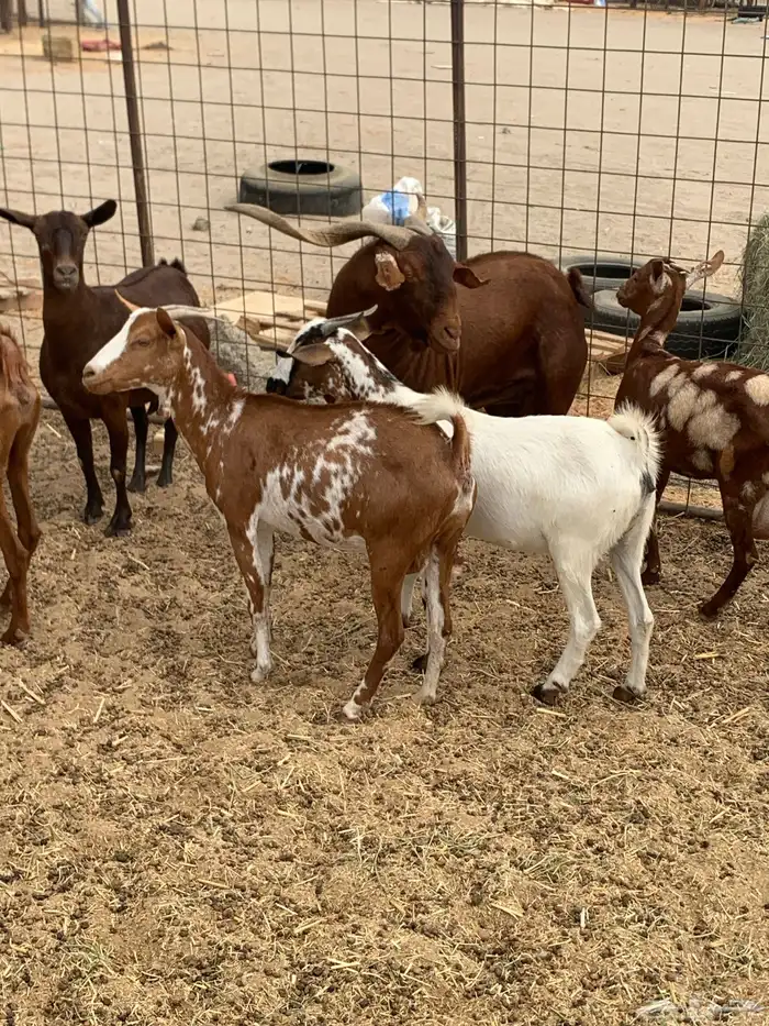 للبيع معزا جنوبية (تم البيع 2