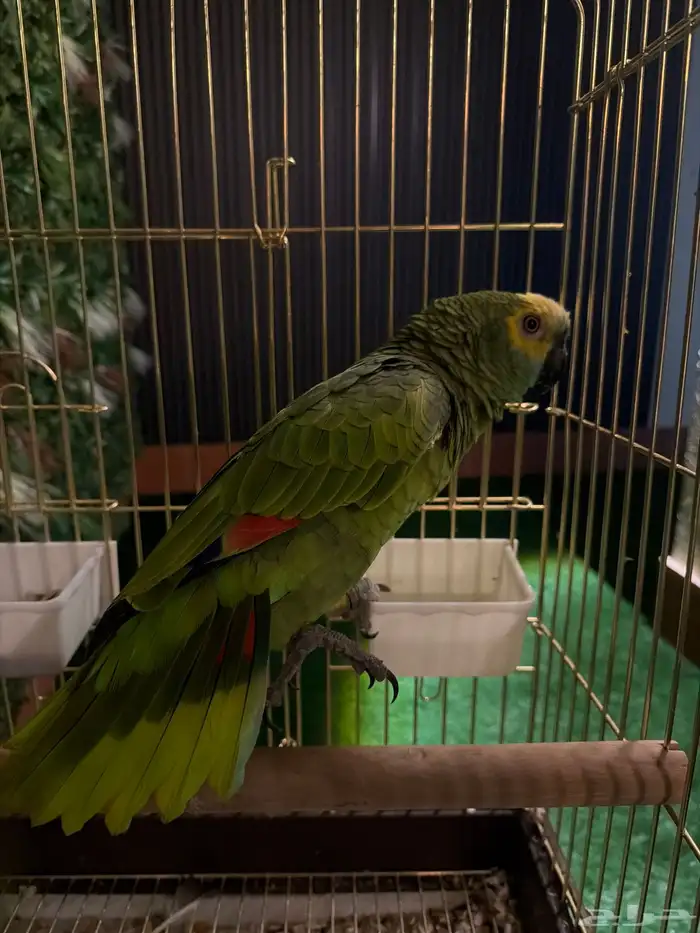 طير امزوني للبيع 0