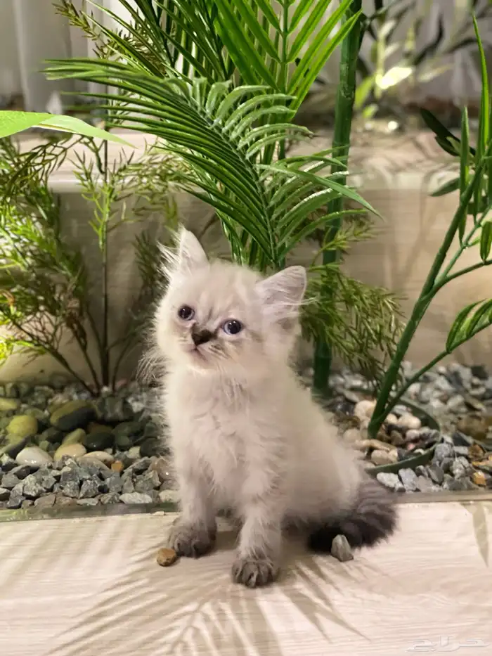 قطط هملايا بيوور 1