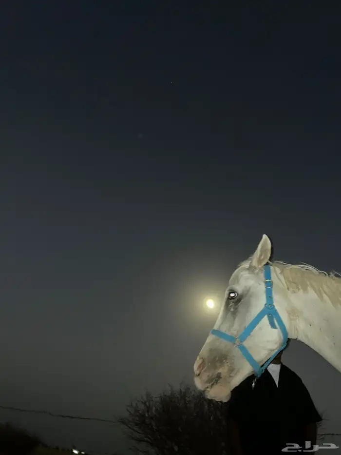 حصان للبيع 0