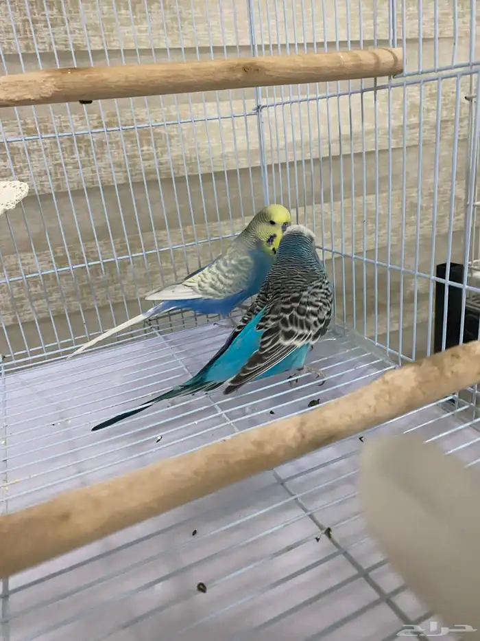 طيور روز وبادجي 5