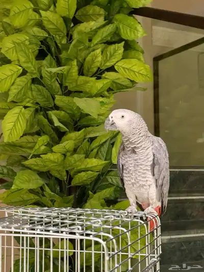 كاسكو للبيع عمره سنتين ونص واليف ومتكلم جدا ويوجد مقاطع index