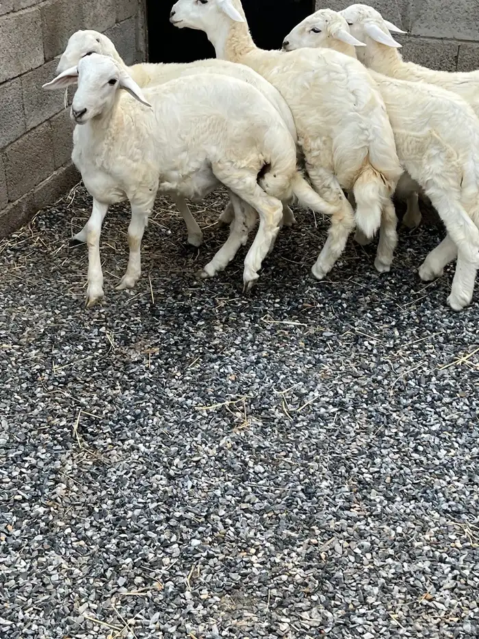 خرفان حريات 1