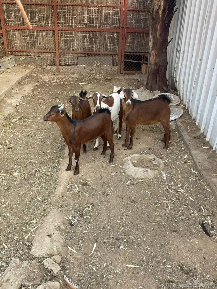 جفار عمر ثلاثه شهور تقريبا 0