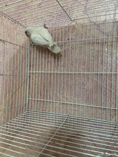 للبيع انثى روز منتجه index