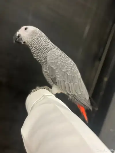 فرخ كاسكو ثلجي index