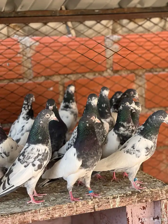 حمام بكستاني تيدي(تم البيع ) 12