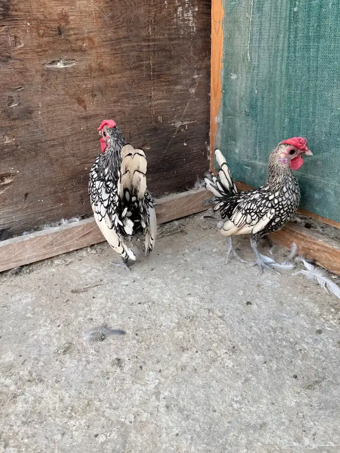 للبيع ديكين سبرايت مستوى قوي نقشه وحجم الكف وجناح طايح 4