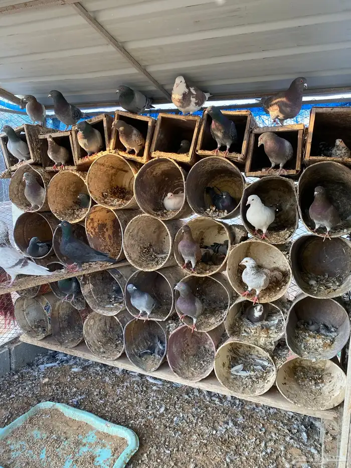 حمام مشكل فاخر سوبر جانبو 6