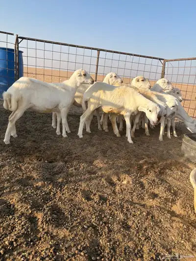 رخال رفيدي index