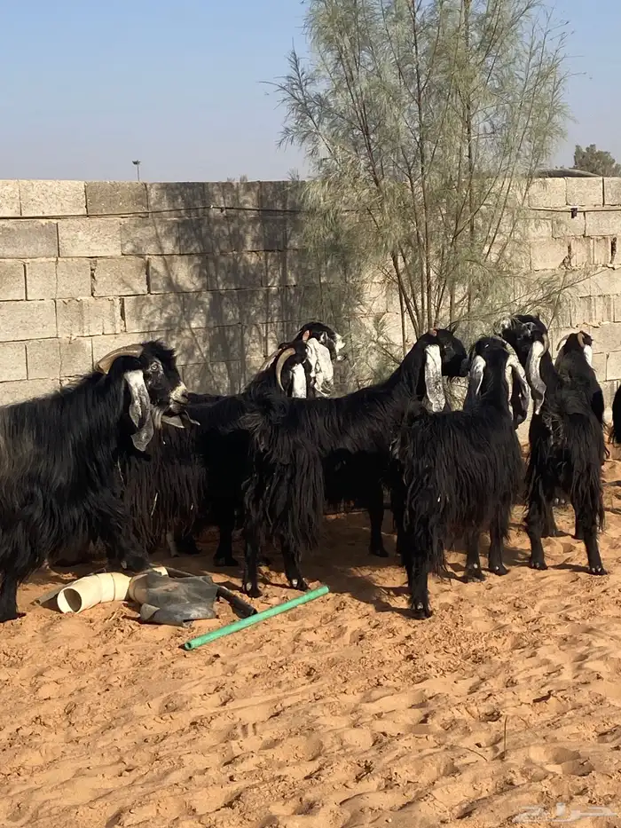 معزاء مقاني حلوه 3