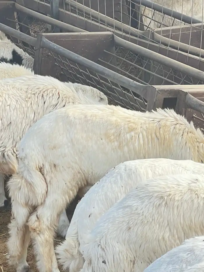 ذبايح للبيع 3