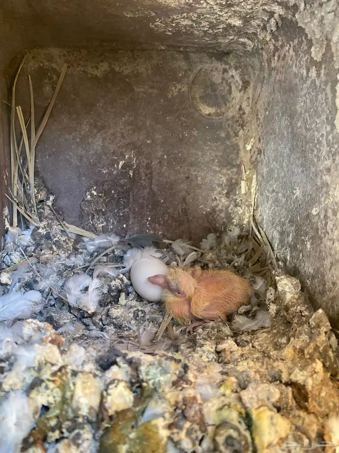 حمام مشكل فاخر سوبر جانبو 9